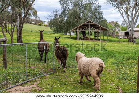 Outside on an Australian farm with sheep and llama live stock
