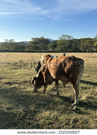 Bull ranch life cowboys cowgirls rancho vaquero toro