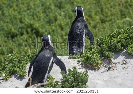 South African Cape penguin conservation safari SANCCOB

