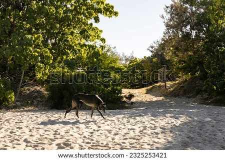 Greyhound breed dog on a relaxing walk along the sand at the beach