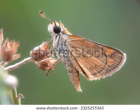 detail of small winged butterfly perched on flower