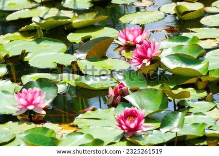 Beautiful spring red water lily flower with green leaf view in the lake 