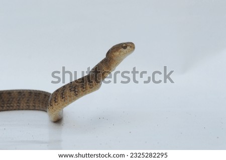 Mantion blur, snake, snail, who is ready to defend himself  Royalty-Free Stock Photo #2325282295