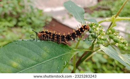 a caterpillar that has two black and orange colors on the horns