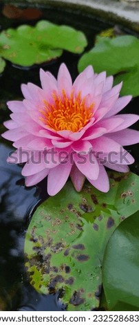 Beautiful pink lotus flower like a picture taken from Thailand