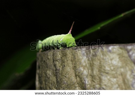 Back view Japanese moth, Ezoshimofurisuzumega (Meganoton analis) large green larva (Dark forest, close up macro photography)