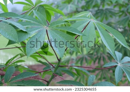 Fresh cassava leaves with water drops on them 