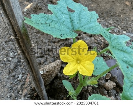 "Captivating Cucumber Plant Blossom: A Picture of Floral Beauty"