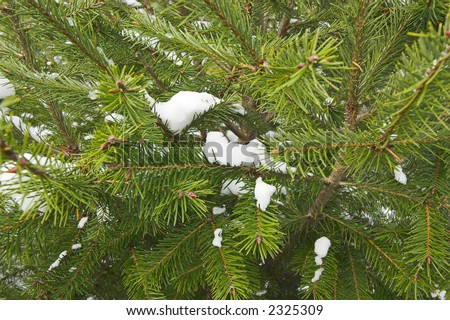 Color DSLR picture of white winter snow on green pines at a Christmas Tree Farm. Horizontal orientation.