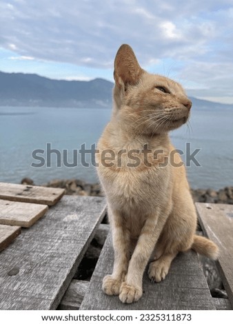Beautiful cat on the table