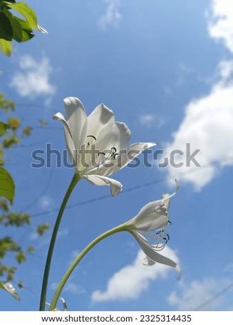 The White Flower in the Sky