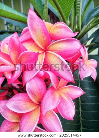 exotic plumeria flowers with pink and yellow combination colors