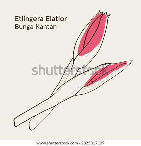 Etlingera Elatior (torch ginger, ginger flower, red ginger lily, torch lily, wild ginger, combrang, bunga kantan, porcelain rose). Assam Laksa ingredients.