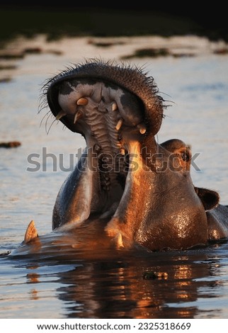 Hippopotamus, hippopotamus amphibius, Adult with Mouth wide open, Threat display, Khwai River, Moremi Reserve, Okavango Delta in Botswana Royalty-Free Stock Photo #2325318669