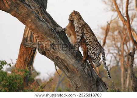 Leopard, panthera pardus, Adult standing in Tree, with a Kill, Moremi Reserve, Okavango Delta in Botswana Royalty-Free Stock Photo #2325318783