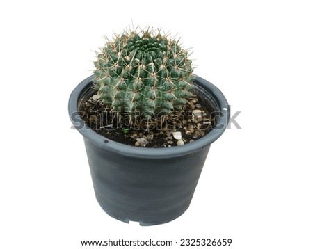 ferocactus histrix
The cactus is round, plump, large, dark green, with 5-6 long thorns, hooked up like a hawk's claw. Picture on a white background.