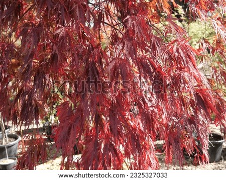 Stunning autumn leaves photos in various colors and compositions, perfect for capturing the essence of the fall season..