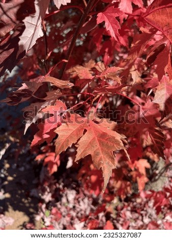 Stunning autumn leaves photos in various colors and compositions, perfect for capturing the essence of the fall season..
