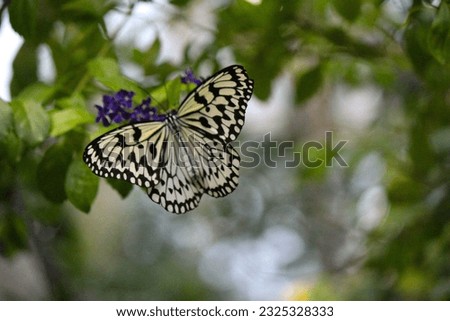 Paper Kite Butterfly in Nature