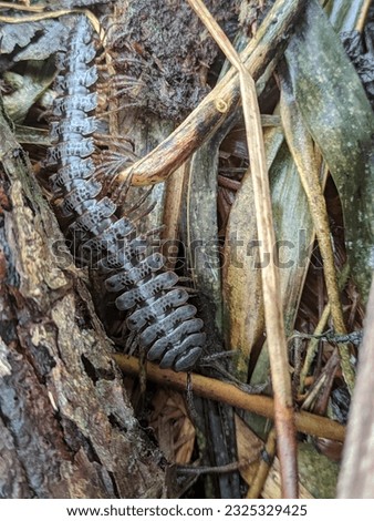 Tractor millipede or Polydesmida or flatback millipedes Royalty-Free Stock Photo #2325329425