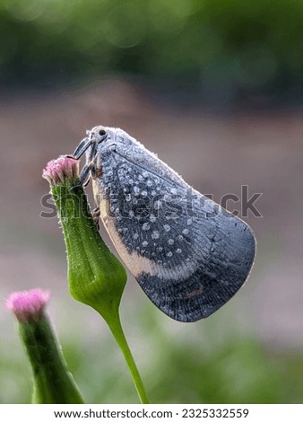 a beautiful insect is perched on a flower 