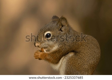Close-up of a little American red squirrel eating a peanut in the summer garden.