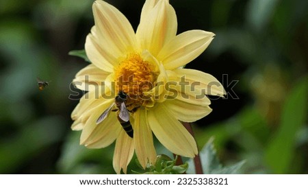 Bee kisses the flower to collect honey