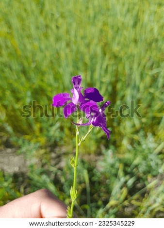 Photograph of the flower Consolida ajacis.  Other names are doubtful knight's spur, rocket larkspur, oriental knight's spur.  It has a purple color, thin and long structure. Royalty-Free Stock Photo #2325345229