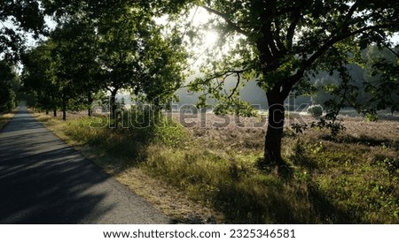 a path leads through the heath landscape