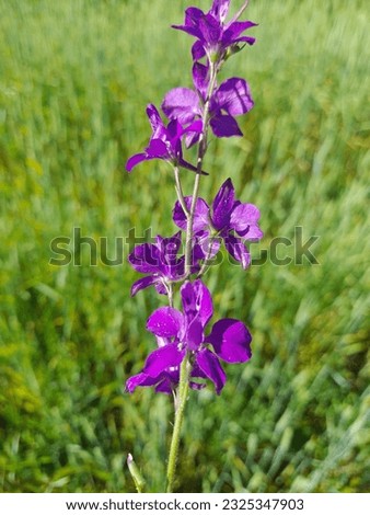 Photograph of the flower Consolida ajacis.  Other names are doubtful knight's spur, rocket larkspur, oriental knight's spur.  It has a purple color, thin and long structure. Royalty-Free Stock Photo #2325347903