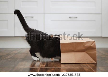 Domestic life with pet. Naughty cat looking into paper shopping bag. Curious cat alone at home kitchen. 
 Royalty-Free Stock Photo #2325351833