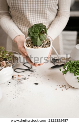 Woman holding potted Aeonium Succulent house plant in a white ceramic pot Royalty-Free Stock Photo #2325355487