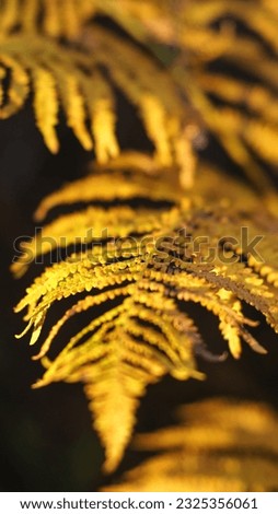 Close view of gold fern leaves, during autumn