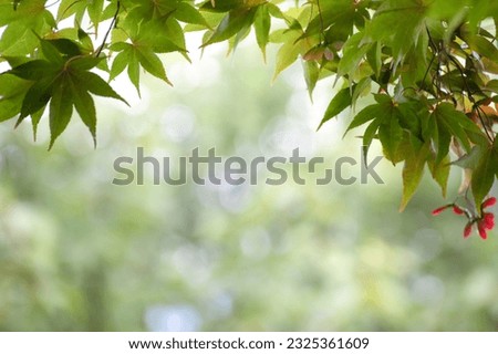 Maple leaf on blurry green background