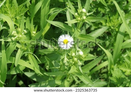 a cluster of white flowers