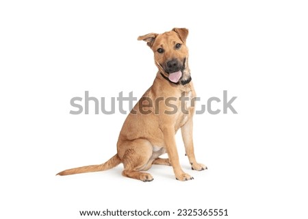 brown and white dog on a white background Royalty-Free Stock Photo #2325365551