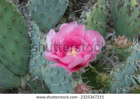 Optunia Prickly-pear flower in- bloom. Arizona Cactus Garden in Palo Alto, California. Royalty-Free Stock Photo #2325367215