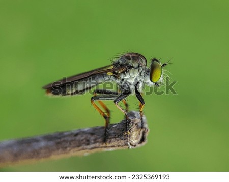 Robber Fly. Assassin Flies. Asilidae. The Asilidae are the robber fly family, also called assassin flies. They are powerfully built, bristly flies with a short, stout proboscis enclosing the sharp.