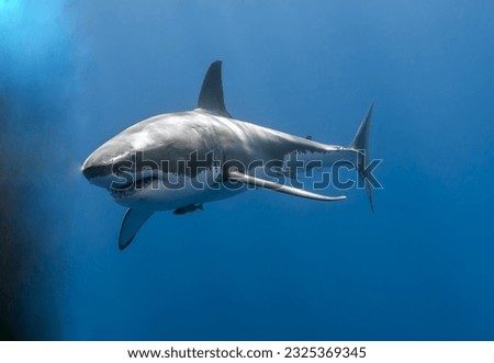 selective image of Great white shark with blue background Royalty-Free Stock Photo #2325369345