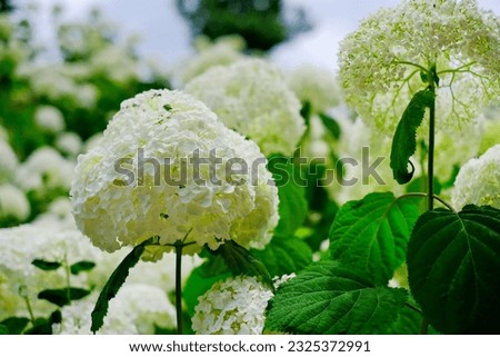 This is a picture of a white hydrangea