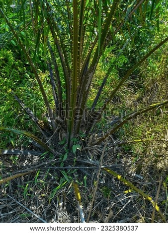 oil palm tree that are starting to show fruit on plantation land