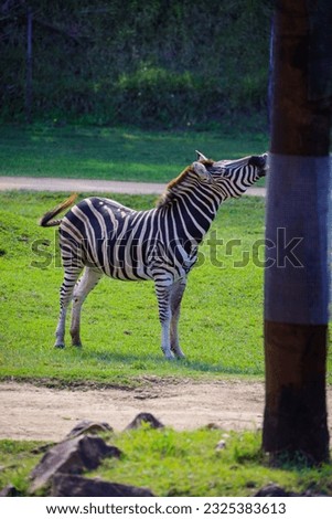 Zebra eating grass in the morning at Australia zoo