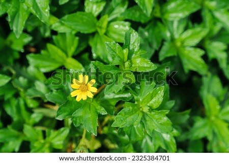 Yellow Sphagneticola trilobata flower, Creeping oxeye, or Wedelia. A genus of flowering plants in the daisy family grows wild and fertile green field background