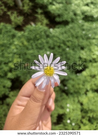 Nothing but flowers. A hand is holding a daisy flower.