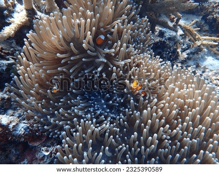 A Picture of orange nemo clown fish and its beautiful anemone. Bright orange nemo clown fish living on the tropical coral reef. The underwater world of Raja Ampat sea, West Papua, Indonesia.