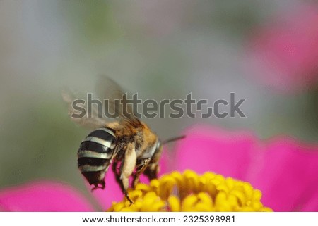macro photo of honey bee on flower