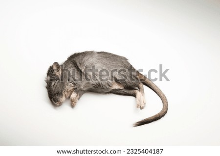 Dead gerbil isolated in studio on white background