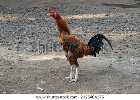a rooster in the yard