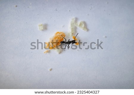 black ant on white paper