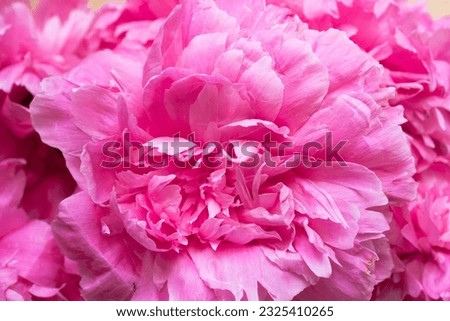 The peony or paeony pink flowers petals. Paeonia "Sarah Bernhardt" bouquet close up Royalty-Free Stock Photo #2325410265